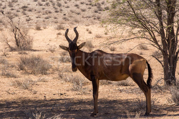 Stock photo: A Common tsessebe (Alcelaphus buselaphus)the camera