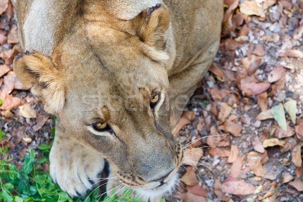 Portrait of Lion female Stock photo © artush
