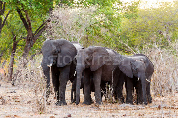 African elephants at green bush Stock photo © artush