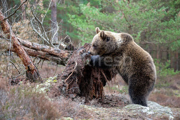 Braunbär Winter Wald groß weiblichen Europa Stock foto © artush