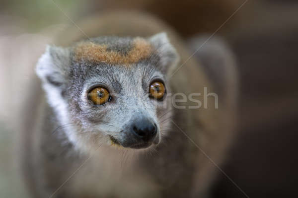 crowned lemur Ankarana National Park Stock photo © artush