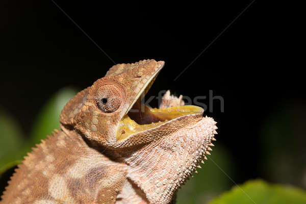 panther chameleon (Furcifer pardalis) Stock photo © artush