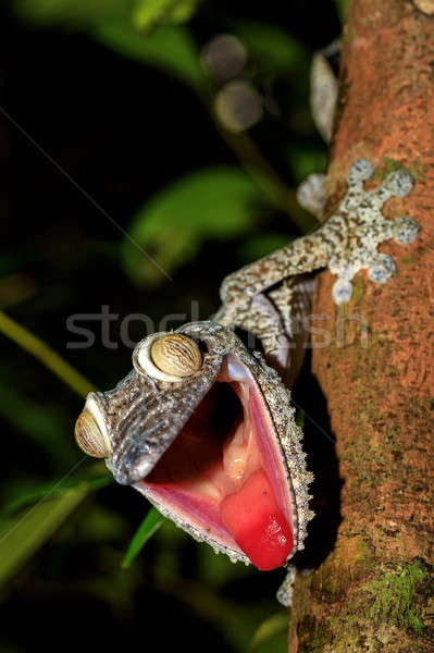 Giant Leaf-tail Gecko, Uroplatus fimbriatus, Madagascar Stock photo © artush