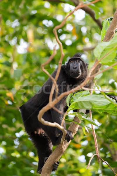 Stock photo: endemic sulawesi monkey Celebes crested macaque