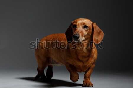 Imádnivaló kis kutya tacskó stúdiófelvétel portré állat Stock fotó © artush