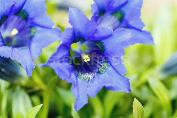 Trumpet gentiana blue spring flower in garden Stock photo © artush