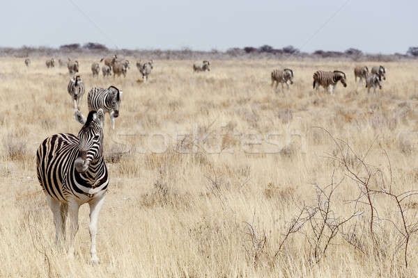 Zebra afrikaanse bush park Namibië wildlife Stockfoto © artush