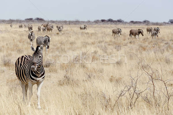 Zebra in african bush Stock photo © artush