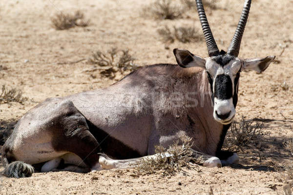 Stock photo: portrait of Gemsbok, Oryx gazella