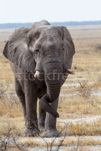 Duży Afryki słonie parku portret Namibia Zdjęcia stock © artush