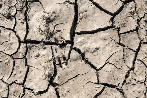 grunge mud cracks texture Stock photo © artush