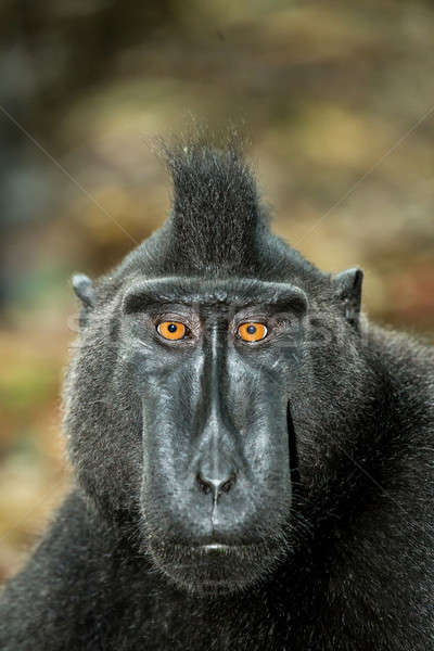 Stock photo: portrait of Celebes crested macaque, Sulawesi, Indonesia