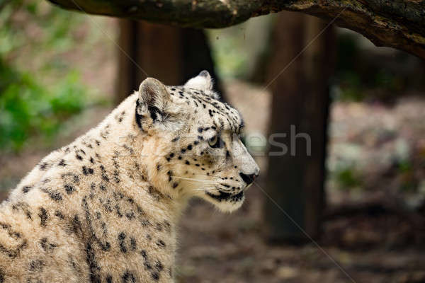 Neve Leopard lato ritratto poco profondo focus Foto d'archivio © artush