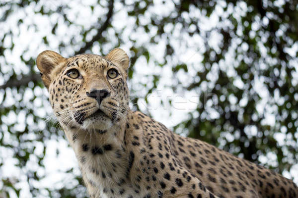 Testa shot Leopard natura neve Foto d'archivio © artush