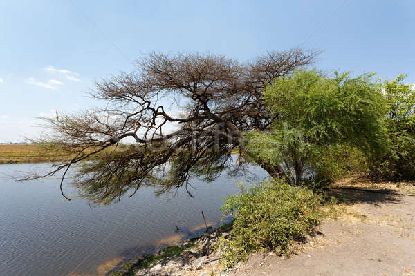 Rzeki Botswana krajobraz parku Afryki trawy Zdjęcia stock © artush