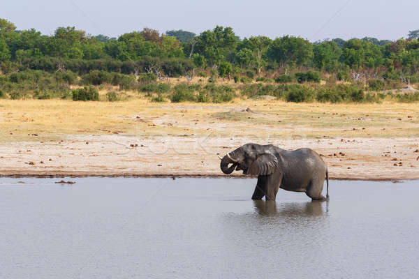 Elephants and bathing drinking at waterhole Stock photo © artush