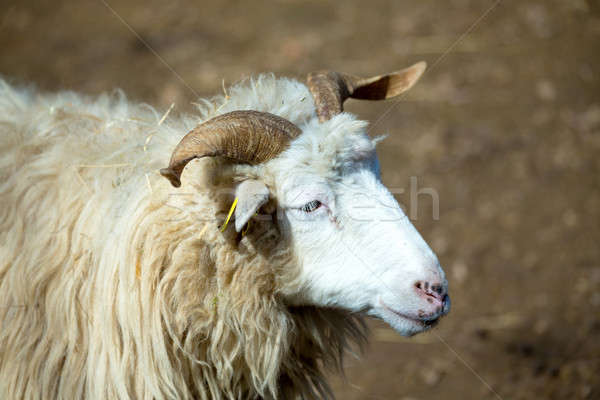 ram or rammer, male of sheep Stock photo © artush