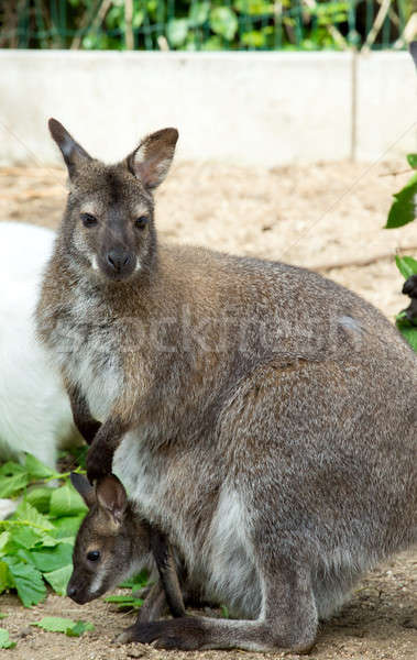 grazzing Red-necked Wallaby Stock photo © artush