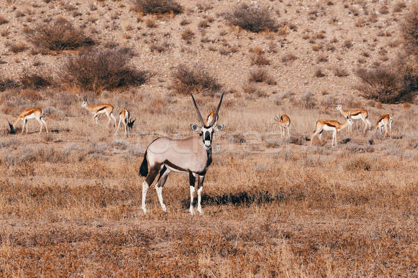 Gemsbok, Oryx gazella in kgalagadi Stock photo © artush