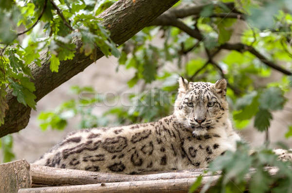 Stock foto: Schnee · Leoparden · Seite · Porträt · groß · berühmt