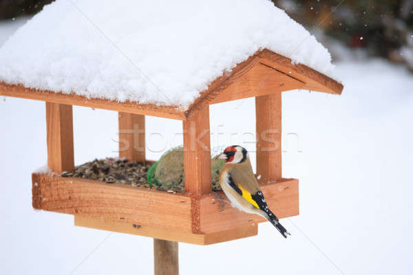 European Goldfinch In Simple Bird Feeder Stock Photo C Zdenek Maly