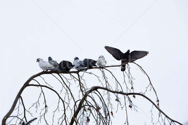 Seduta ramo inverno gruppo domestico coperto Foto d'archivio © artush