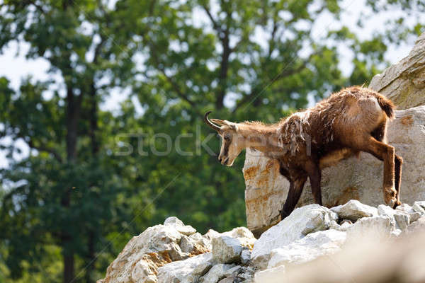 Masculina gamuza montana colina europeo fauna Foto stock © artush