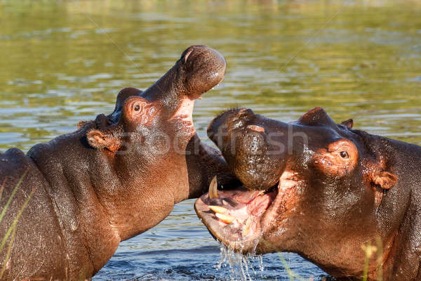 Dos jóvenes masculina hipopótamo abierto Foto stock © artush