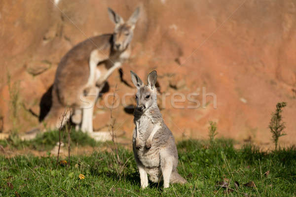 red kangaroo Stock photo © artush