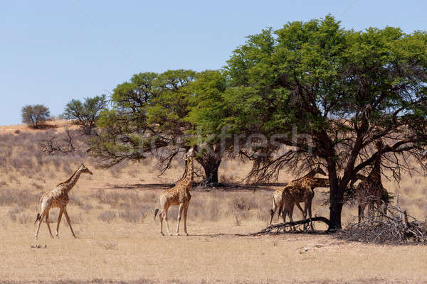 African tufiş parc Botswana wildlife natură Imagine de stoc © artush