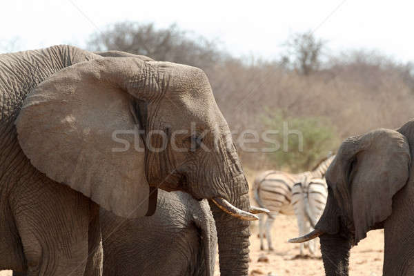 African elephants at a waterhole Stock photo © artush