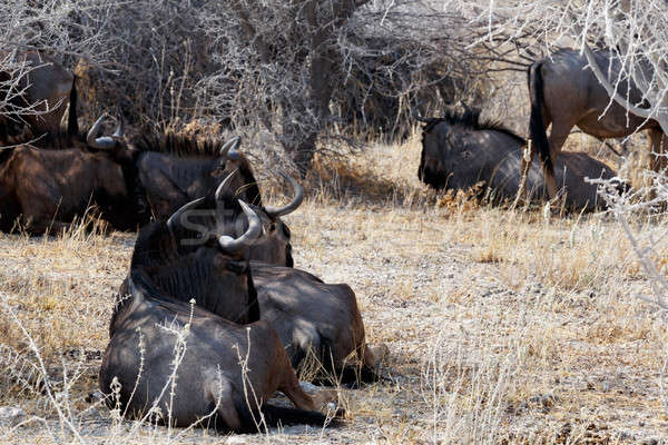 Stock photo: wild Wildebeest Gnu