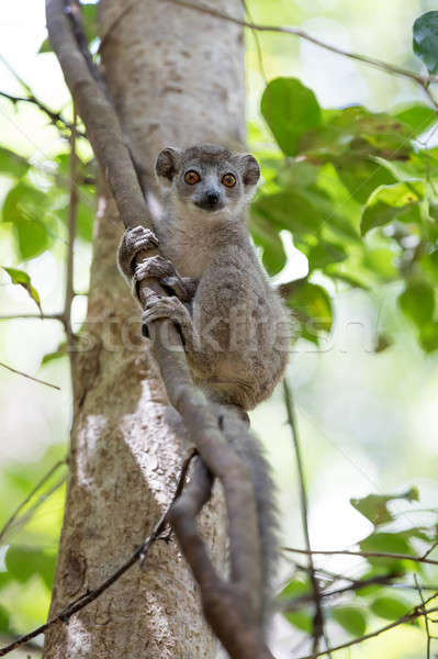 baby of crowned lemur Ankarana National Park Stock photo © artush