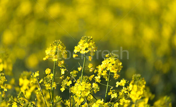 Jaune viol domaine printemps agriculture rural Photo stock © artush