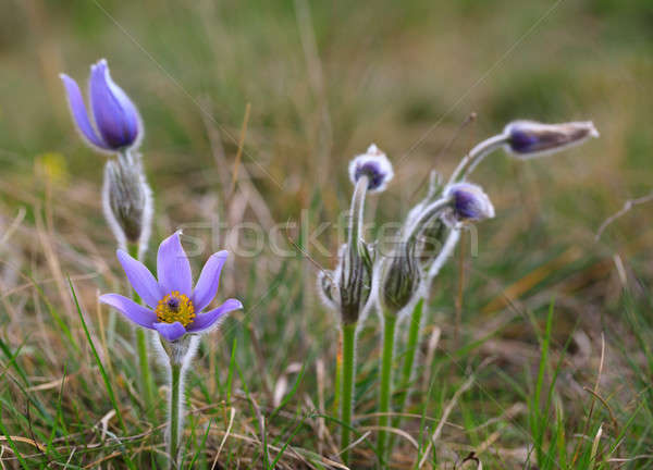 Stock photo: blooming and faded blossom of purple pasque-flower