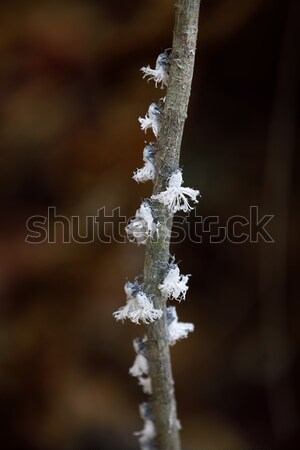 Vadvilág gyönyörű kicsi fehér fajok család Stock fotó © artush