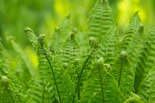 Genç yeşil eğreltiotu yaprakları spiral büyüyen Stok fotoğraf © artush