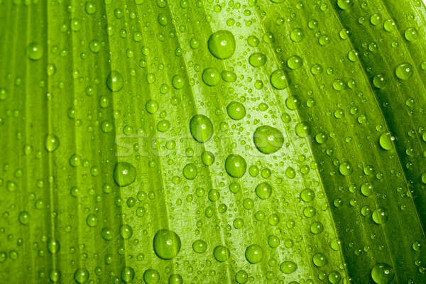 Gocce d'acqua verde impianto foglia macro naturale Foto d'archivio © artush