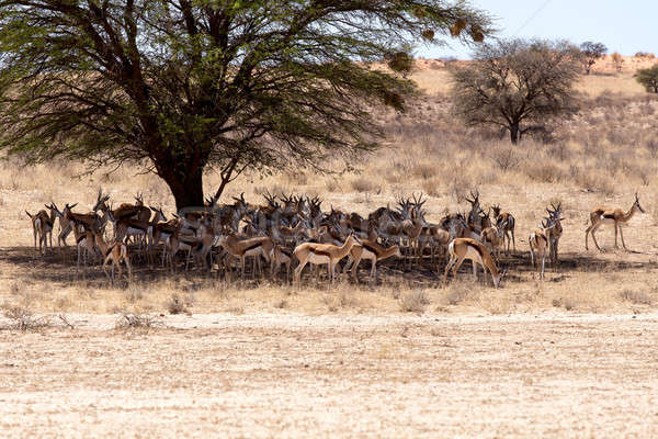 herd of springbok hiding under a big acacia Stock photo © artush