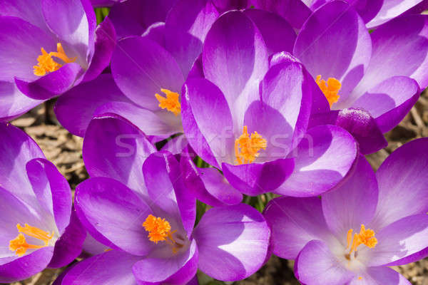 macro of first spring flowers in garden crocus Stock photo © artush