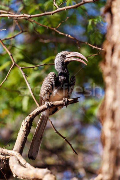 Yellow-billed Hornbill sitting on a branch and rest Stock photo © artush