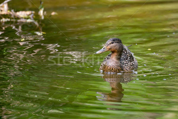 Mallard Duck Anas platyrhynchos, Female on river Stock photo © artush