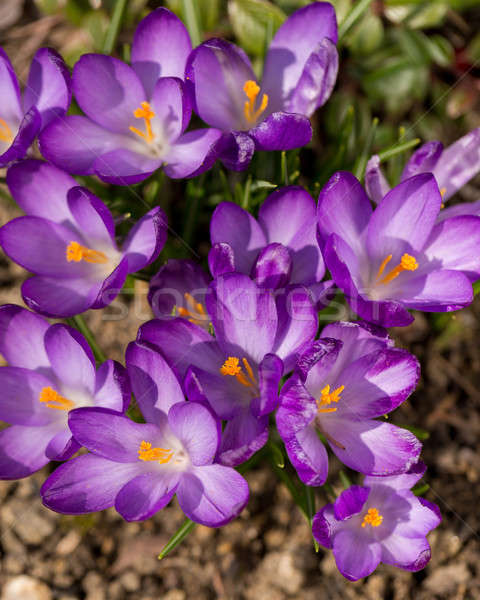 first spring flowers in garden crocus Stock photo © artush