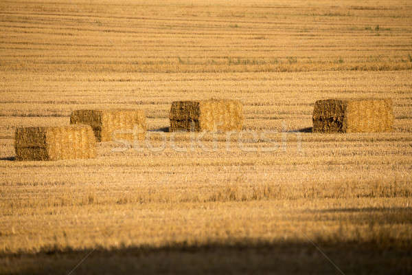 harvested field with straw lines Stock photo © artush