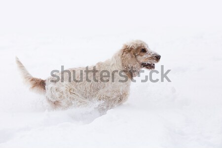 英語 犬 演奏 雪 冬 かわいい ストックフォト © artush