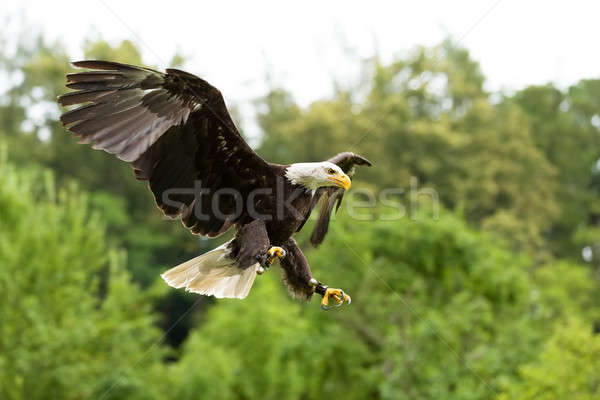 Duży łysy orzeł niewola sokolnictwo ptaków Zdjęcia stock © artush