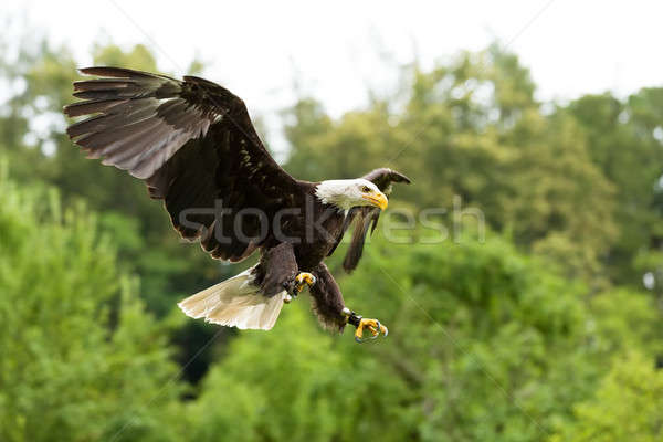 禿 老鷹 囚禁 獵鷹 鳥 商業照片 © artush