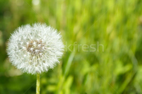 Karahindiba yeşil ot bahar doğa güzellik Stok fotoğraf © artush