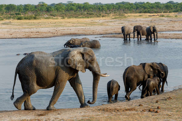 Kudde afrikaanse olifanten drinken modderig park Stockfoto © artush