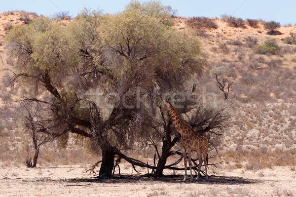 African tufiş parc Botswana wildlife natură Imagine de stoc © artush